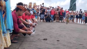 Pelepasan tukik saat Swarga Suites Bali Berawa merayakan Anniversary ke-7, Jumat 1 September 2023.