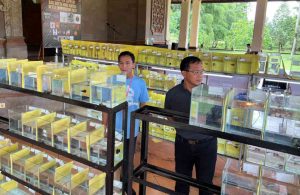 Kontes Ikan Cupang di Badung, Bangkitkan Minat dan Gairah Para Penghobi