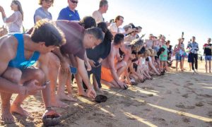 Ketiga Kalinya Induk Penyu Bertelur di Depan Hotel Nikko Bali Benoa Beach
