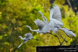 Keindahan Bird Sanctuary di Lagoon The Nusa Dua