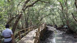 Jalur Inspeksi Ecomangrove Ulam Sari Kedonganan, Permudah Aktivitas Nelayan dan Peneliti