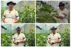 Dukungan Permodalan dari BRI Dorong Pertanian Paprika Organik, Petani Lokal Mampu Tembus Pasar Premium