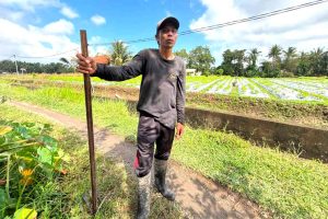 KUR BRI Jadi Penopang Modal, Petani Bunga Pacah Terus Jaga Pasokan Sarana Upacara di Tengah Fluktuasi Harga dan Tantangan Cuaca