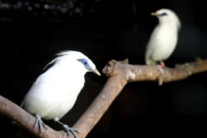 Wisata Edukasi Jalak Bali di Bongkasa Pertiwi Tawarkan Pengalaman Konservasi dan Program Adopsi Burung Endemik